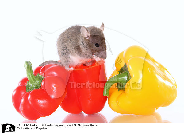 Farbratte auf Paprika / rat on sweet pepper / SS-34945