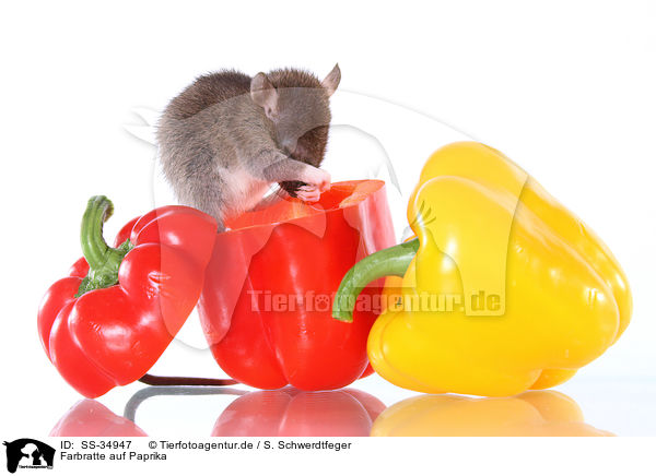Farbratte auf Paprika / rat on sweet pepper / SS-34947