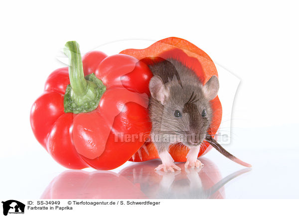 Farbratte in Paprika / SS-34949