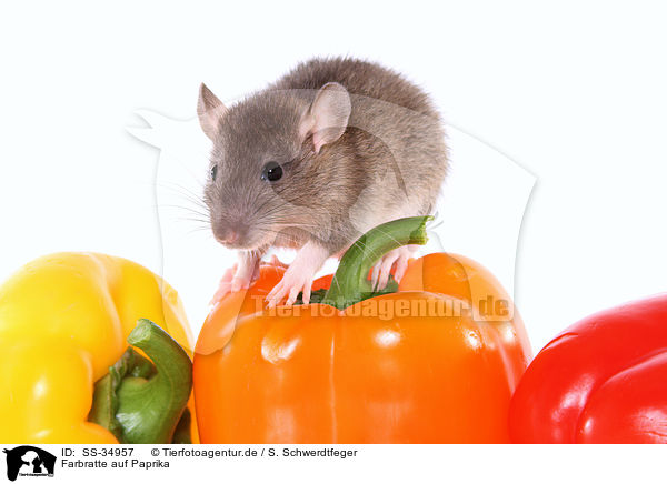 Farbratte auf Paprika / SS-34957