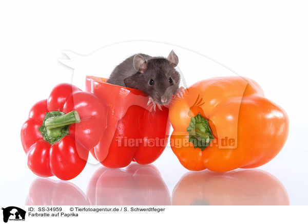 Farbratte auf Paprika / SS-34959