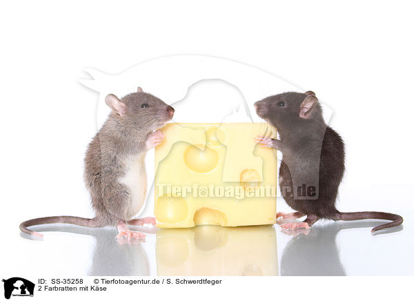 2 Farbratten mit Kse / 2 fancy rats with cheese / SS-35258