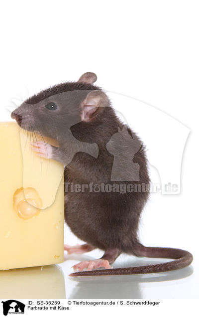 Farbratte mit K�se / fancy rat with cheese / SS-35259
