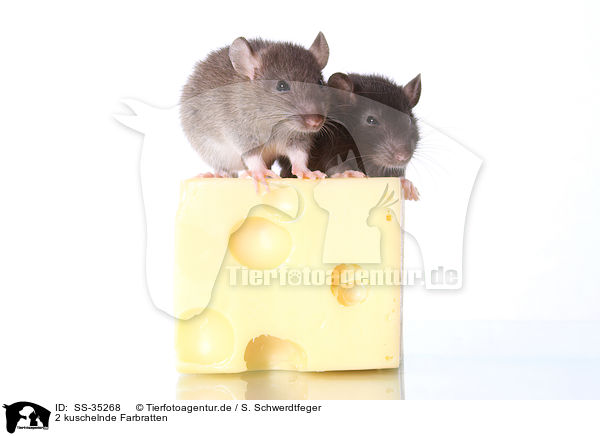 2 kuschelnde Farbratten / 2 snuggling fancy rats / SS-35268