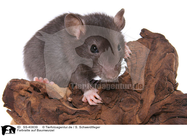 Farbratte auf Baumwurzel / fancy rat on tree root / SS-40839