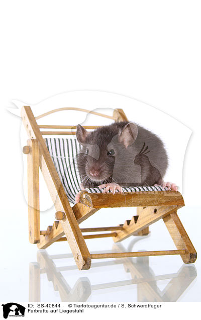 Farbratte auf Liegestuhl / fancy rat on deckchair / SS-40844