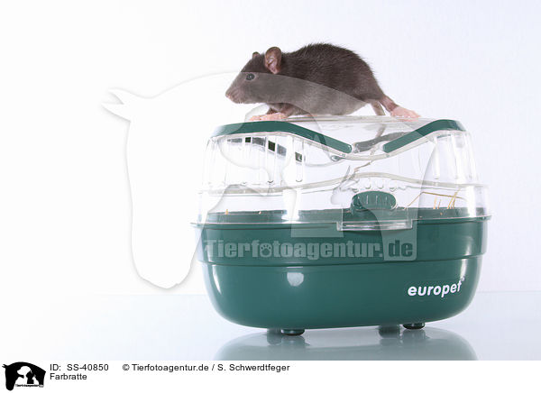 Farbratte / fancy rat / SS-40850