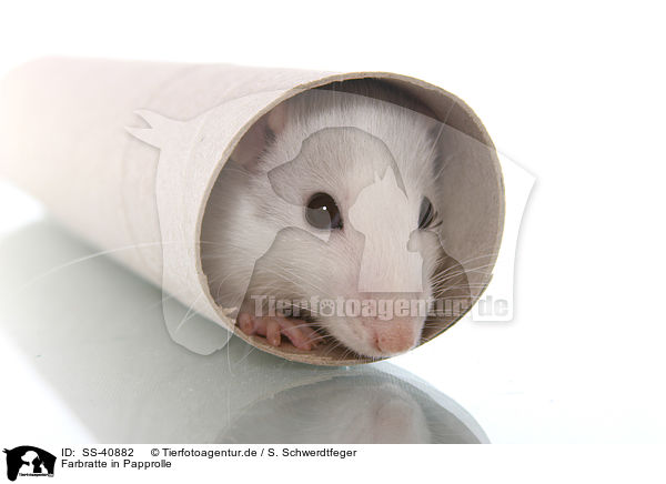 Farbratte in Papprolle / fancy rat in cardboard roll / SS-40882