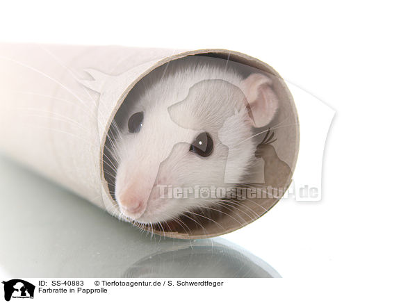 Farbratte in Papprolle / fancy rat in cardboard roll / SS-40883