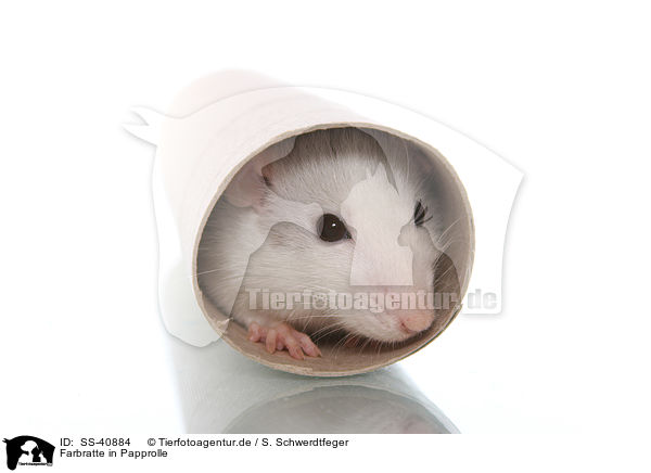 Farbratte in Papprolle / fancy rat in cardboard roll / SS-40884