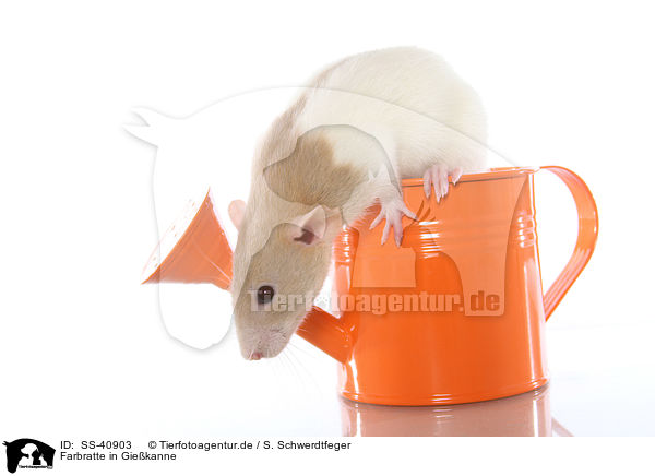 Farbratte in Giekanne / fancy rat in watering can / SS-40903