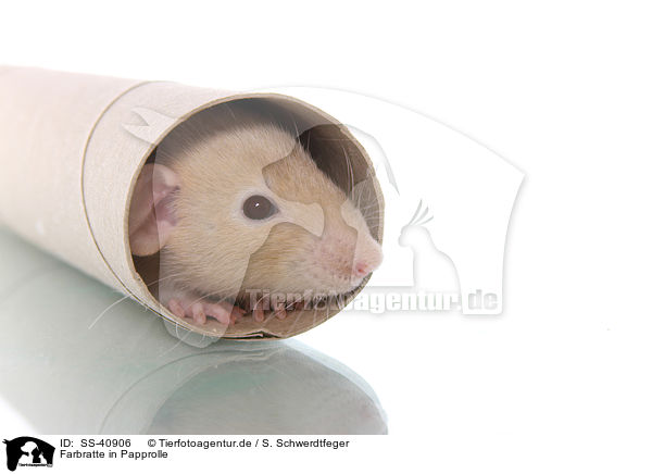Farbratte in Papprolle / fancy rat in cardboard roll / SS-40906