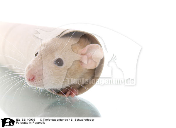 Farbratte in Papprolle / fancy rat in cardboard roll / SS-40908