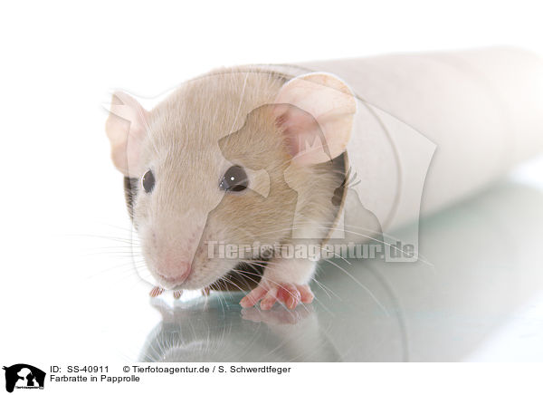 Farbratte in Papprolle / fancy rat in cardboard roll / SS-40911