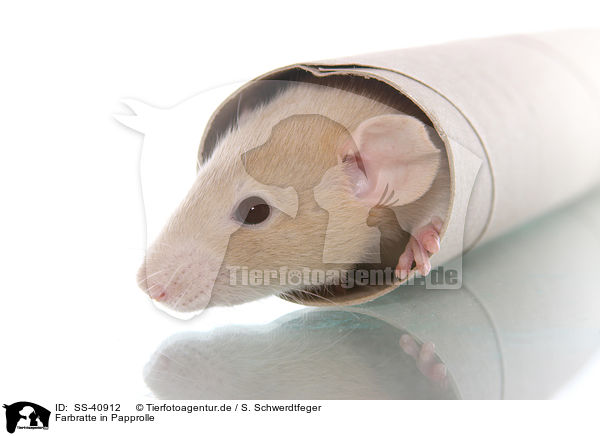 Farbratte in Papprolle / fancy rat in cardboard roll / SS-40912