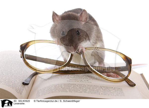 Leseratte / avid reader / SS-40920