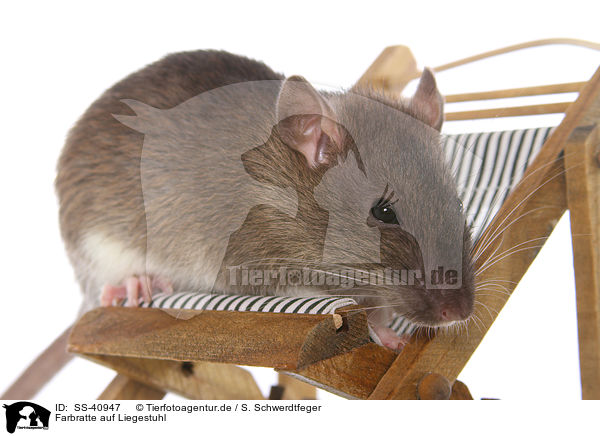 Farbratte auf Liegestuhl / fancy rat on deckchair / SS-40947