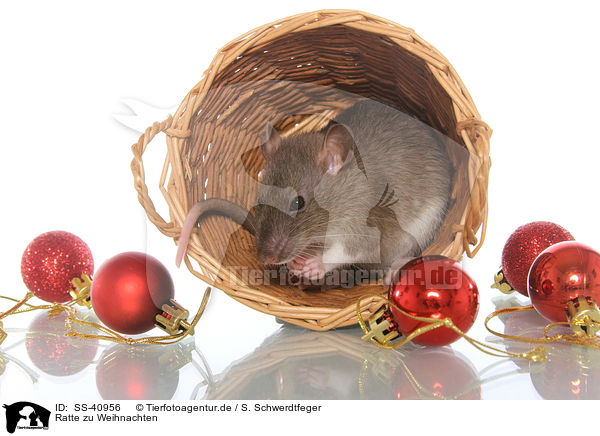 Ratte zu Weihnachten / SS-40956