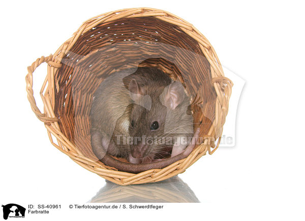 Farbratte / fancy rat / SS-40961