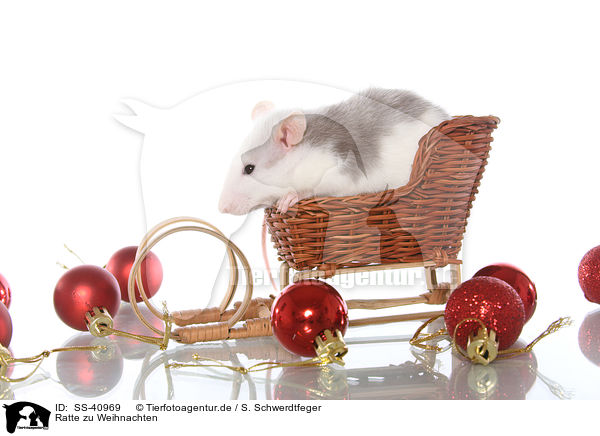 Ratte zu Weihnachten / SS-40969