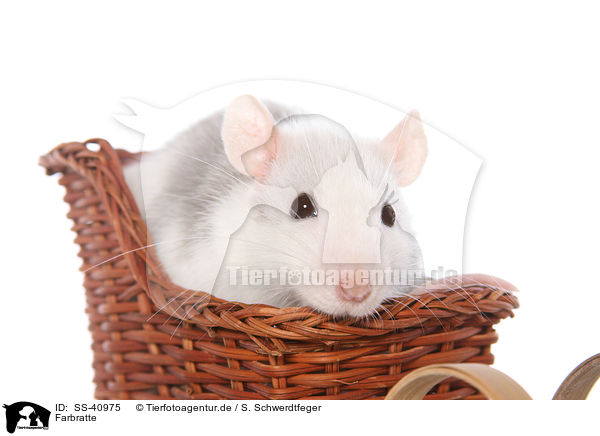 Farbratte / fancy rat / SS-40975