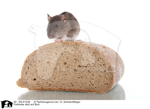 Farbratte sitzt auf Brot / fancy rat sits on bread / SS-41036