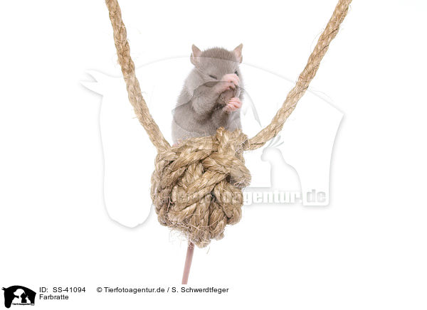 Farbratte / fancy rat / SS-41094