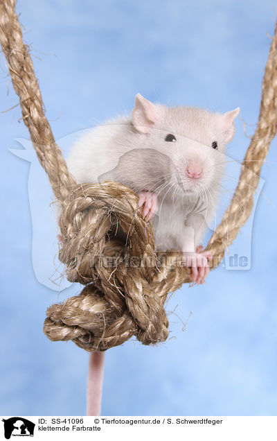 kletternde Farbratte / climbing fancy rat / SS-41096