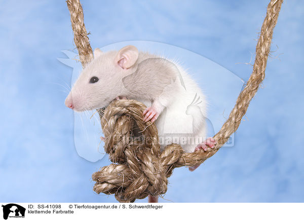 kletternde Farbratte / climbing fancy rat / SS-41098