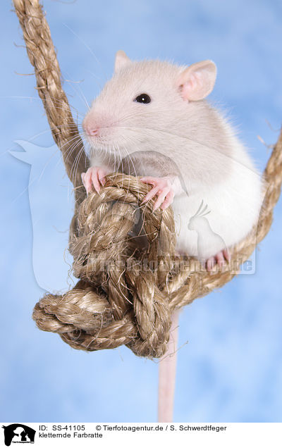 kletternde Farbratte / climbing fancy rat / SS-41105