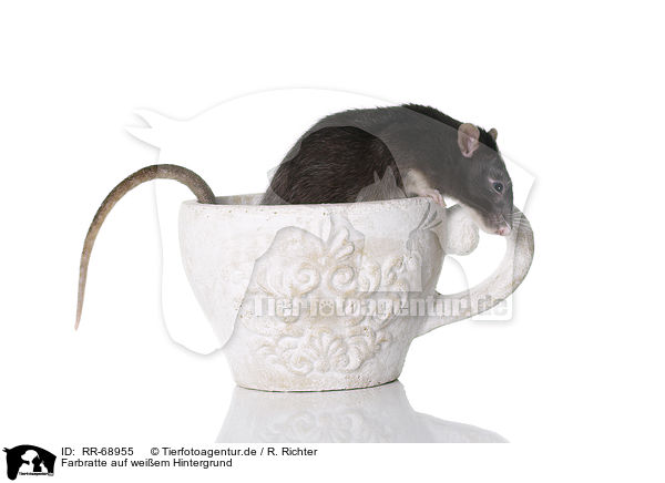 Farbratte auf weiem Hintergrund / fancy rat at white background / RR-68955