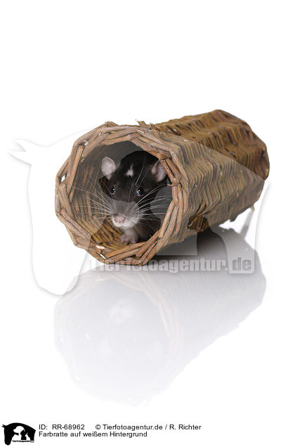 Farbratte auf weiem Hintergrund / fancy rat at white background / RR-68962