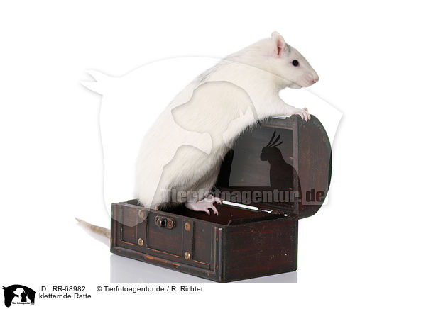 kletternde Ratte / climbing fancy rat / RR-68982