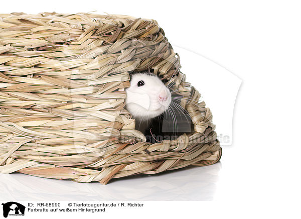Farbratte auf weiem Hintergrund / fancy rat at white background / RR-68990