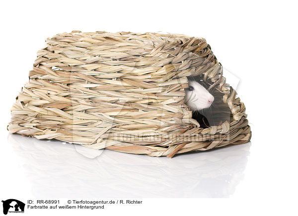 Farbratte auf weiem Hintergrund / fancy rat at white background / RR-68991