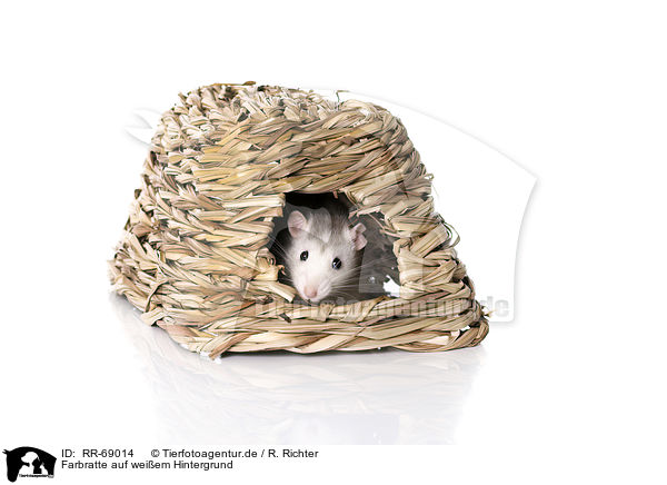 Farbratte auf weiem Hintergrund / fancy rat at white background / RR-69014