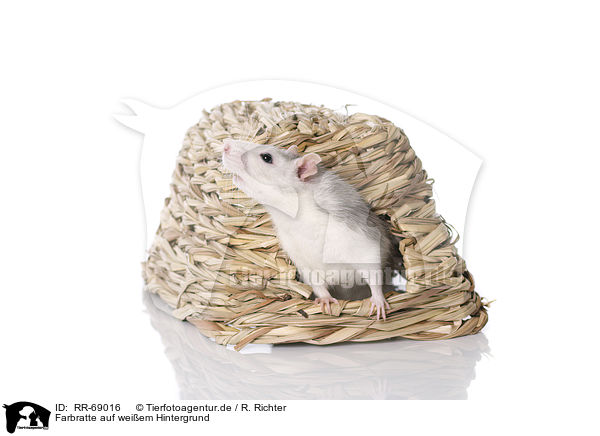 Farbratte auf weiem Hintergrund / fancy rat at white background / RR-69016