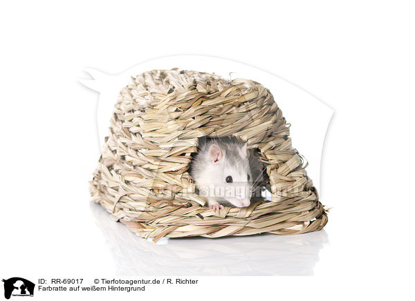 Farbratte auf weiem Hintergrund / fancy rat at white background / RR-69017