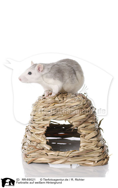 Farbratte auf weiem Hintergrund / fancy rat at white background / RR-69021