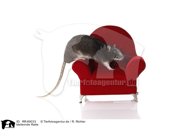 kletternde Ratte / climbing fancy rat / RR-69033