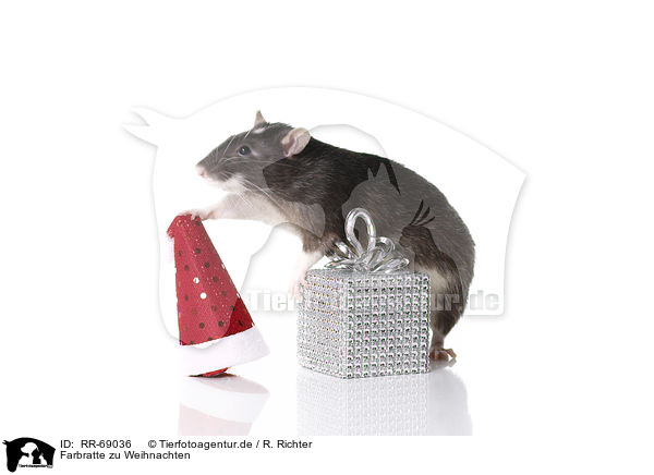 Farbratte zu Weihnachten / fancy rat at christmas / RR-69036