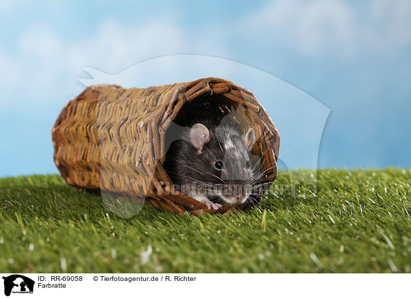 Farbratte / fancy rat / RR-69058