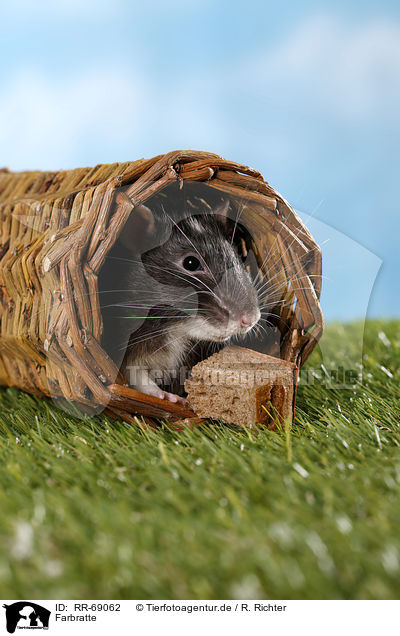 Farbratte / fancy rat / RR-69062