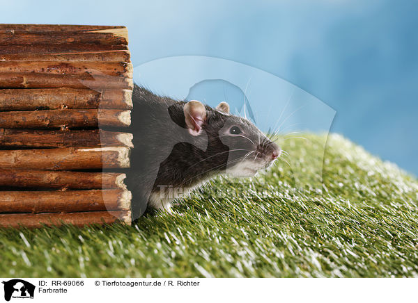 Farbratte / fancy rat / RR-69066