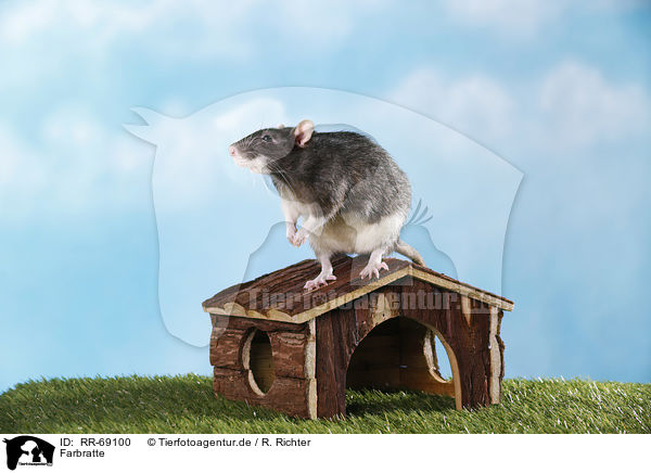 Farbratte / fancy rat / RR-69100
