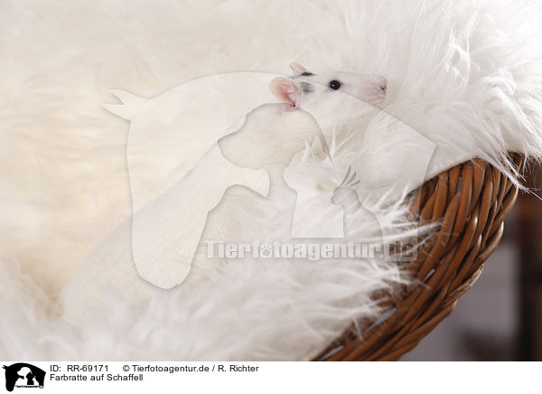 Farbratte auf Schaffell / fancy rat at sheepskin / RR-69171