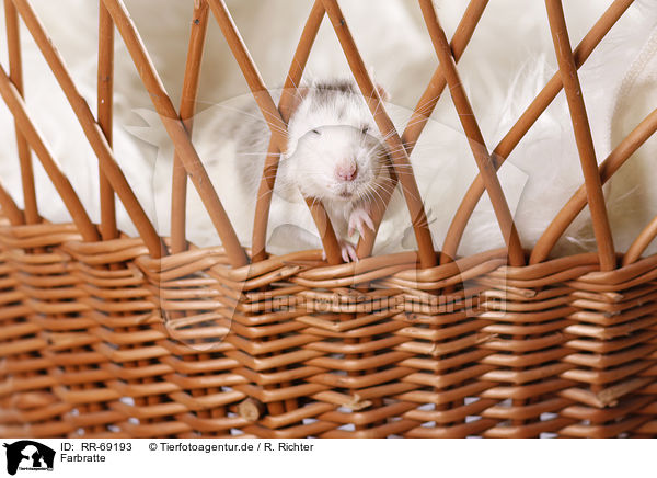 Farbratte / fancy rat / RR-69193