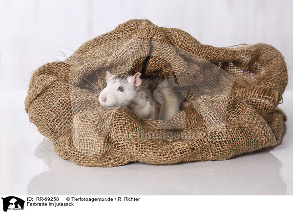 Farbratte im jutesack / fancy rat in jute sack / RR-69258