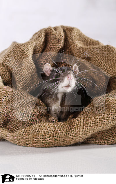 Farbratte im jutesack / fancy rat in jute sack / RR-69274