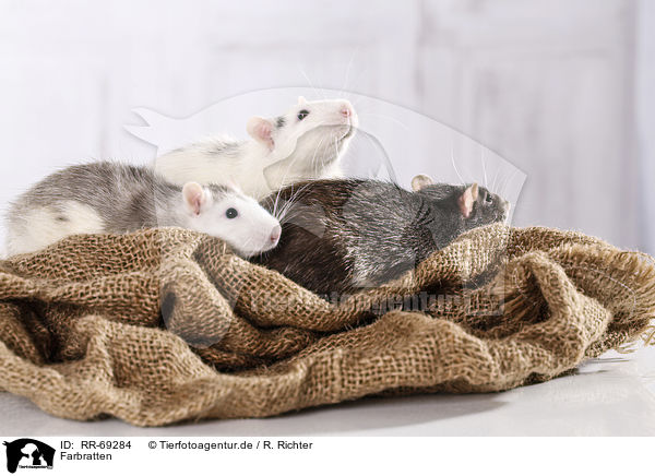 Farbratten / fancy rats / RR-69284